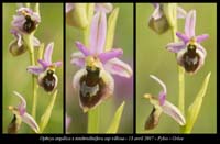 Ophrys-argolica-x-tenthredinifera-ssp-villosa